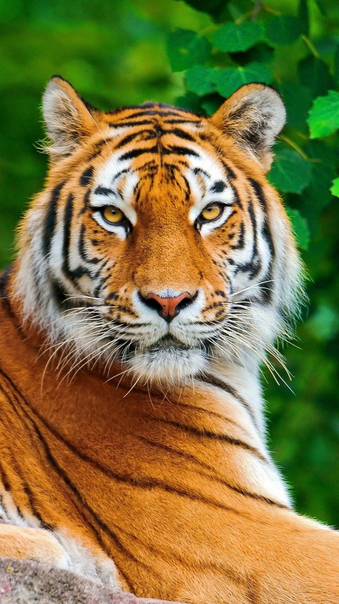 Tiger Looks Back Stunning Image Download Free Wallpaper