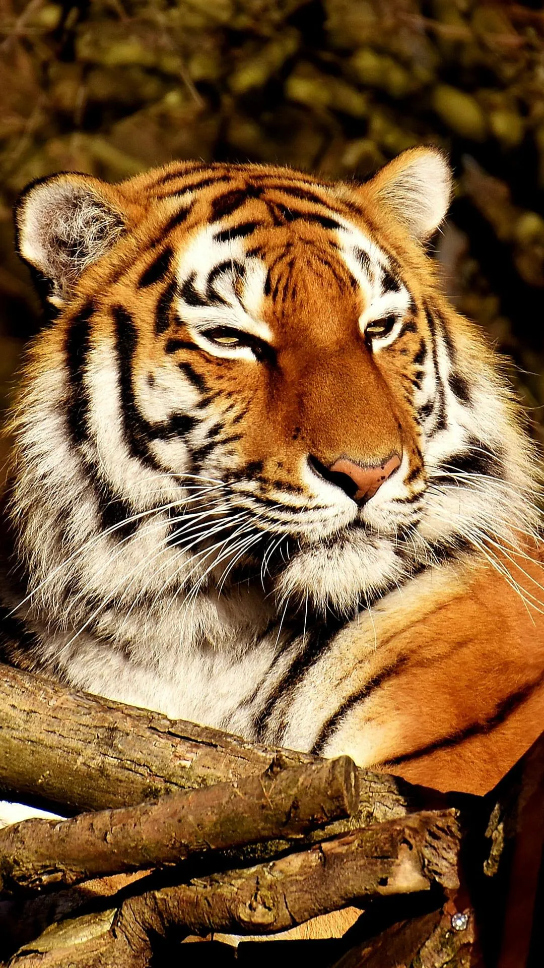 Tiger Mobile Portrait Wallpaper Nature Photography Image