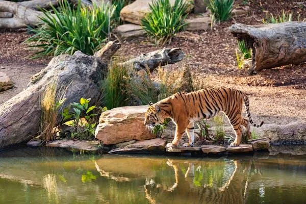 Tiger Near The Pond To Drink Water Wildlife Hd Wallpaper