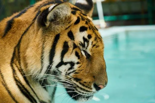 Tiger Near The Swimming Pool Landscape Image Free Download