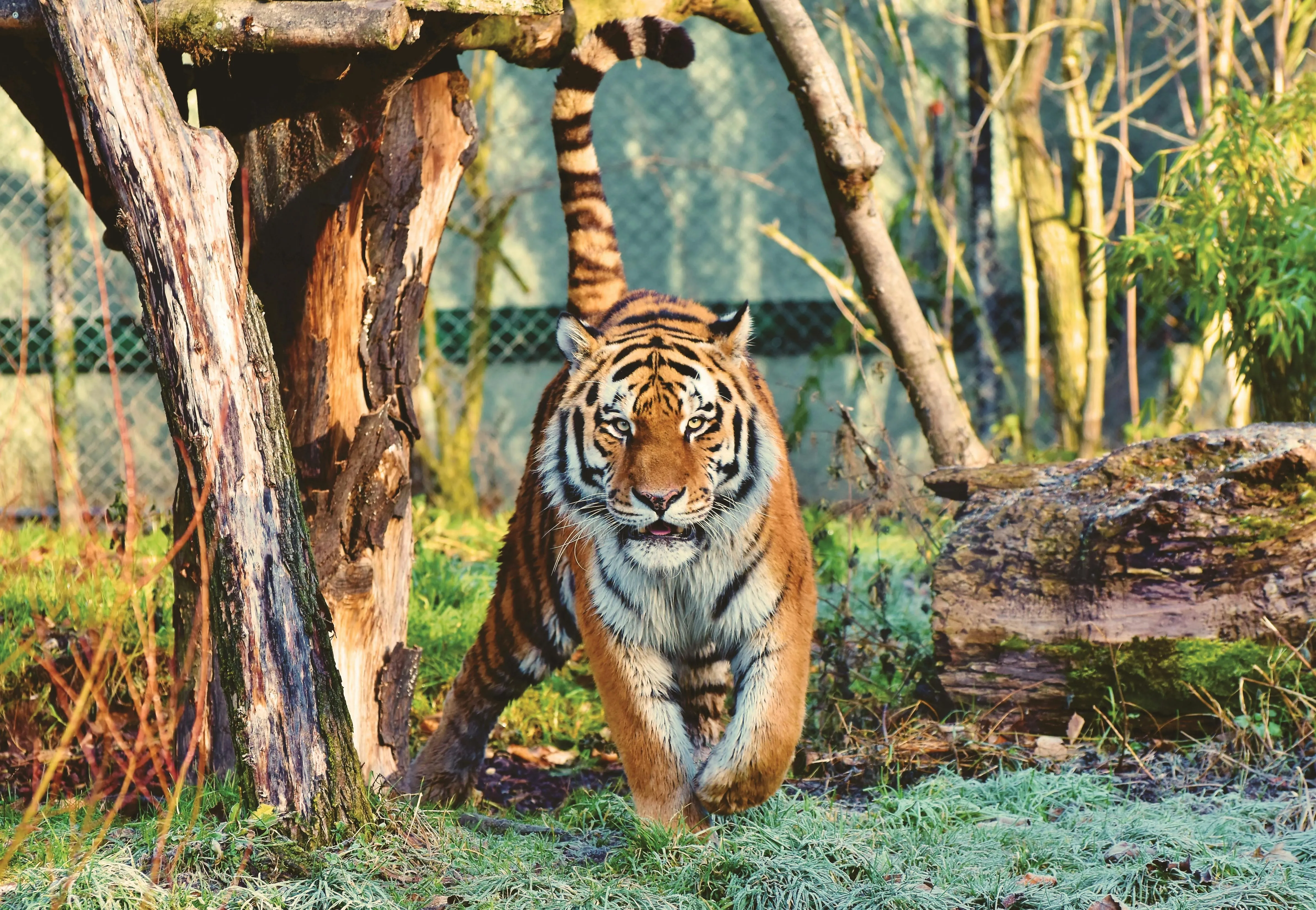 Tiger On The Prowl Wild Habit Photography Hd Wallpaper