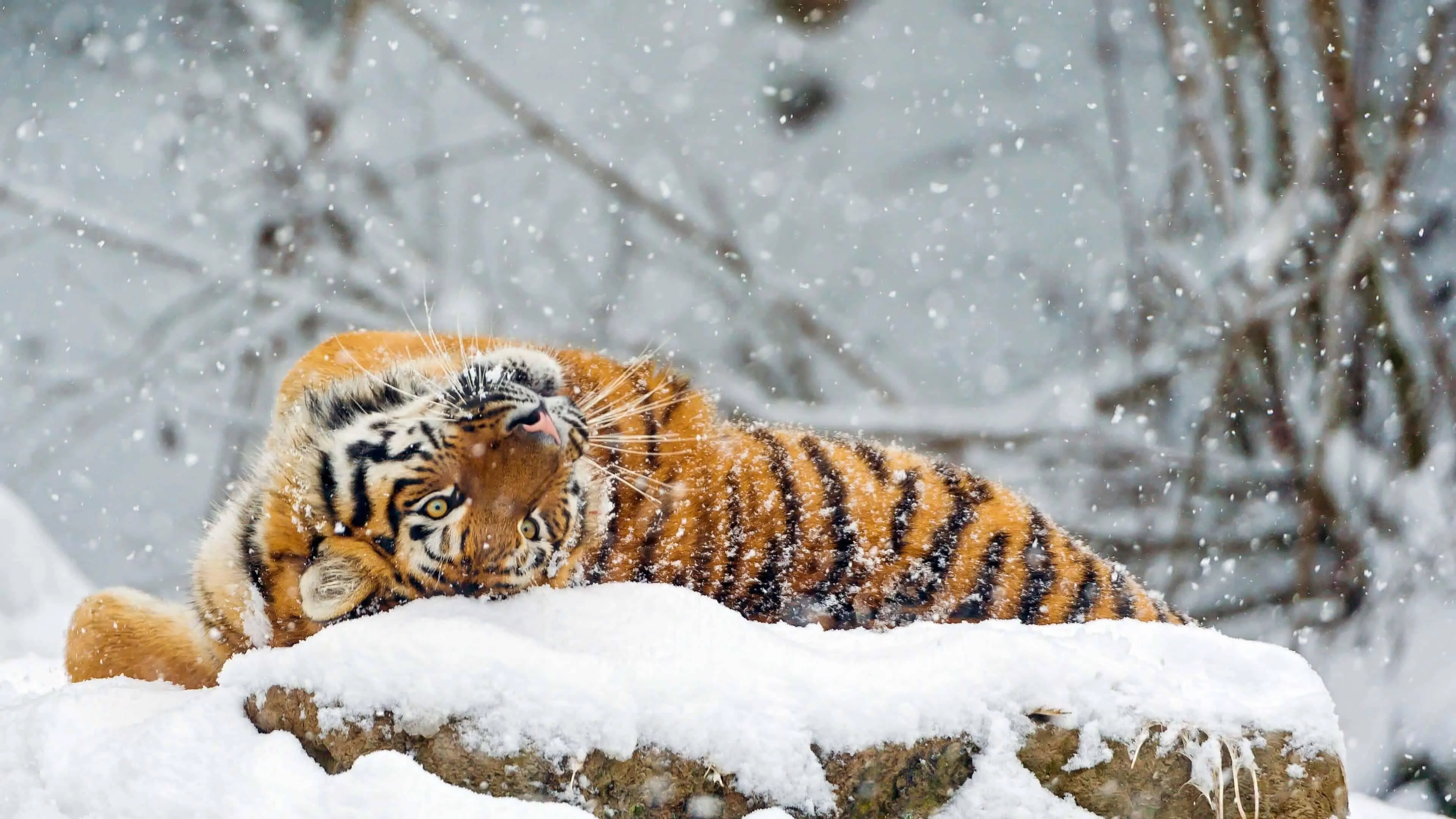 Tiger Playing In The Snow With Cute Reaction HD Wallpaper