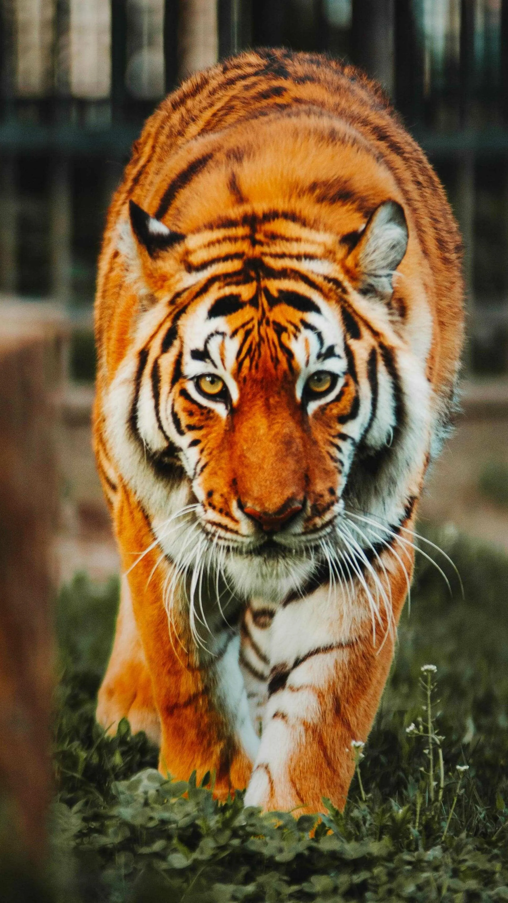 Tiger Portrait Close Up Wildlife Photography 4K Wallpaper