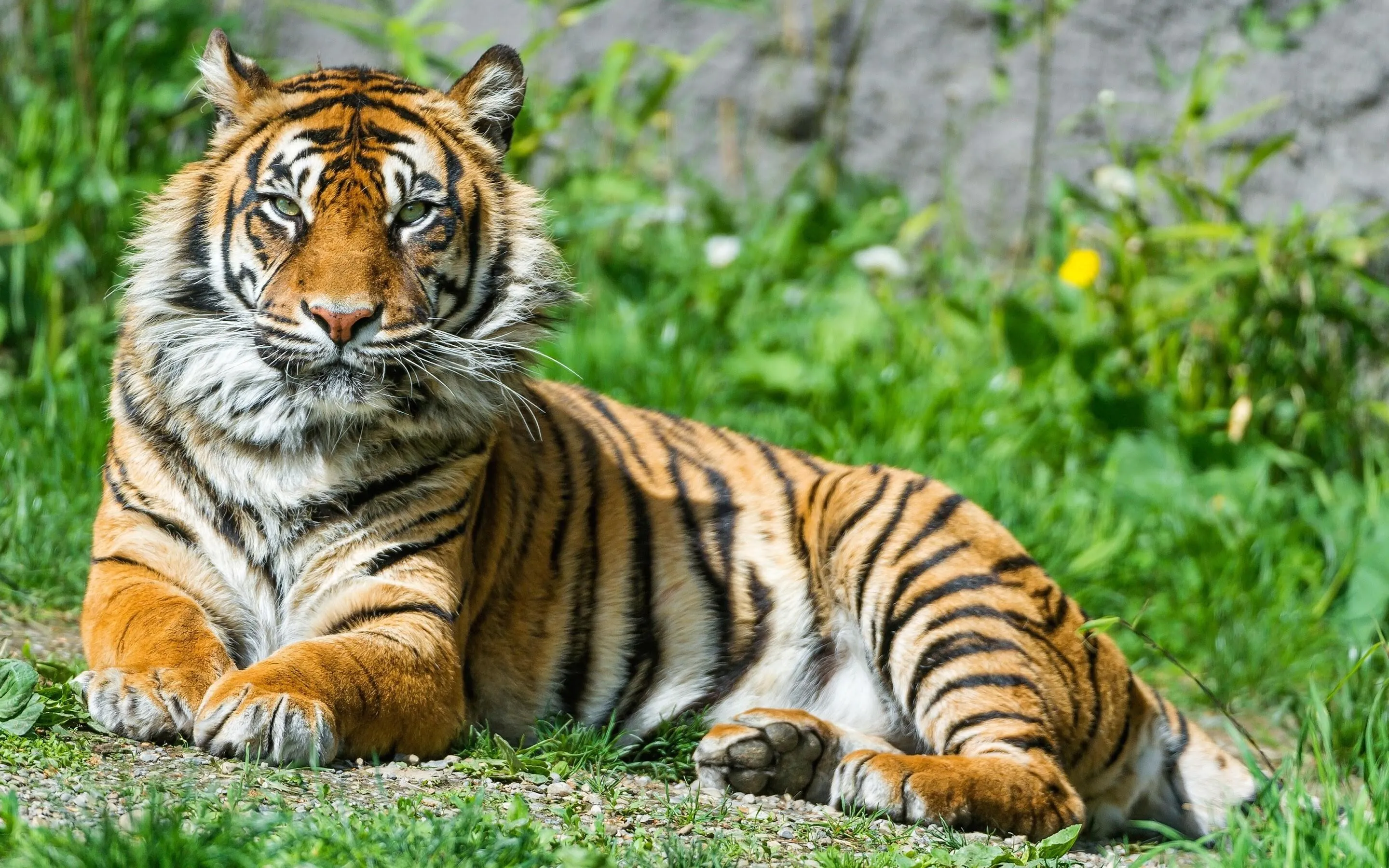 Tiger Relaxing In Forest Wildlife Wallpaper Free Download