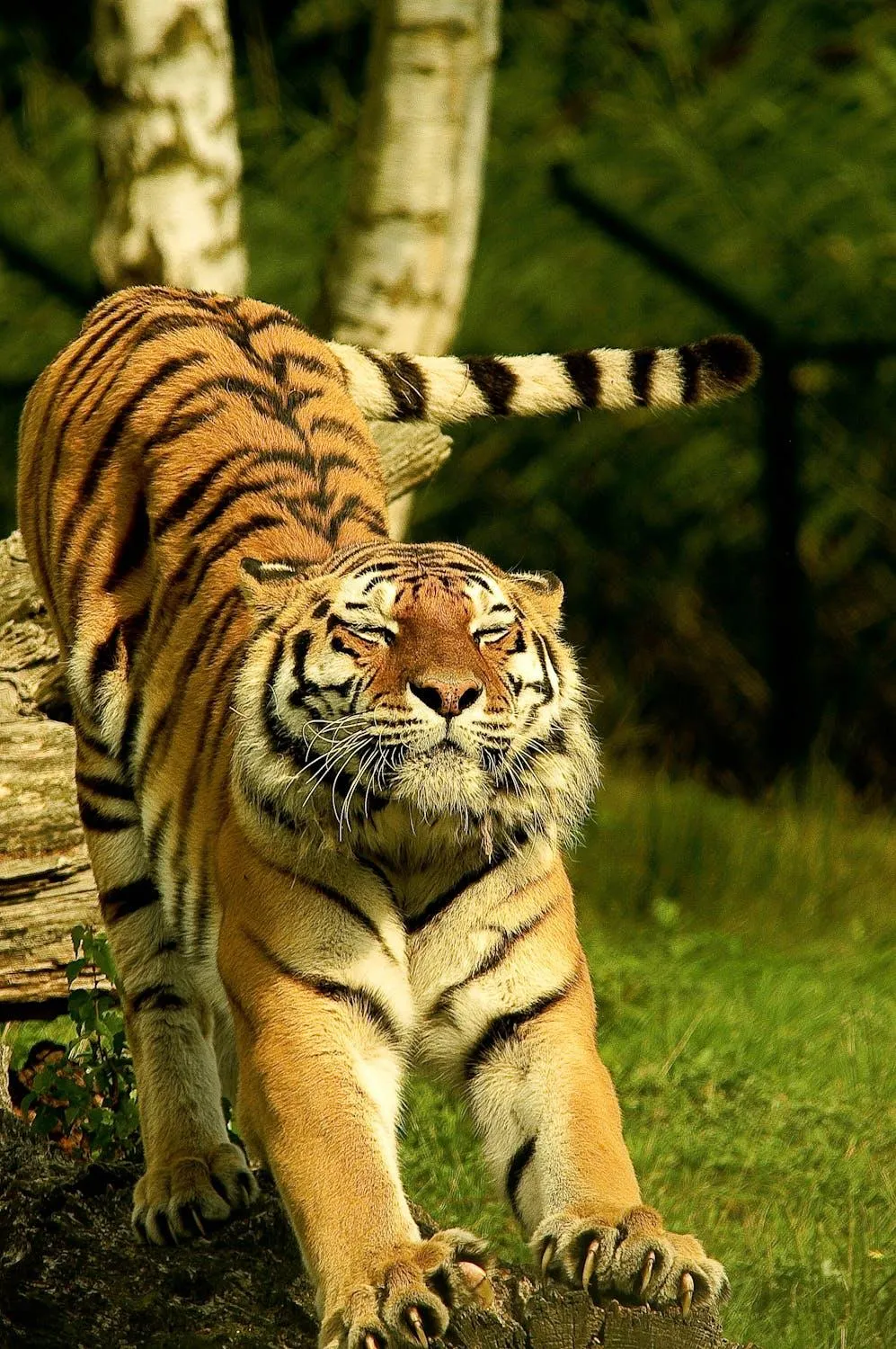 Tiger Relaxing In Woods Wild Animal Wallpaper Free Download