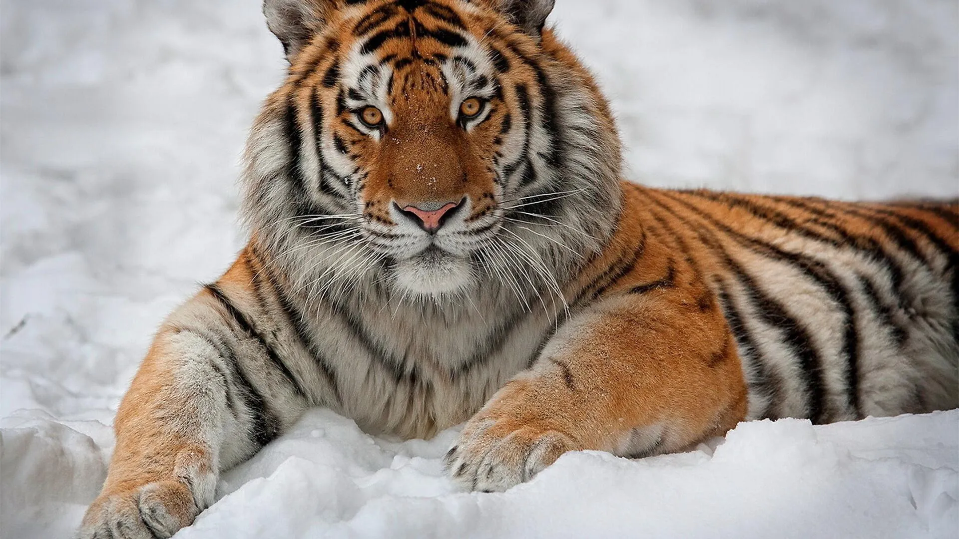 Tiger Relaxing Over The Snow Nature 4K Free Wallpaper