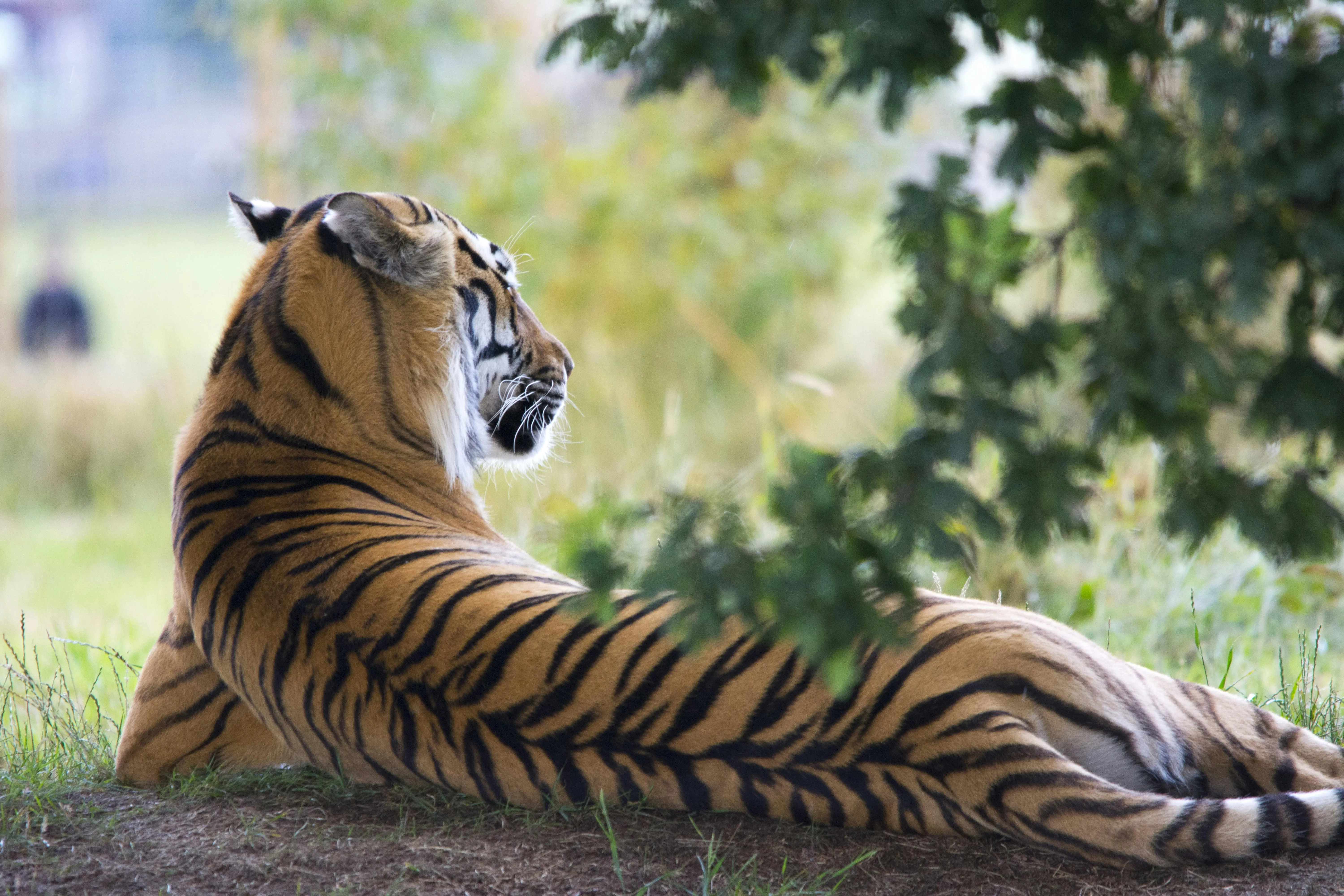 Tiger Relaxing Under The Tree Wildlife Photography In 4K