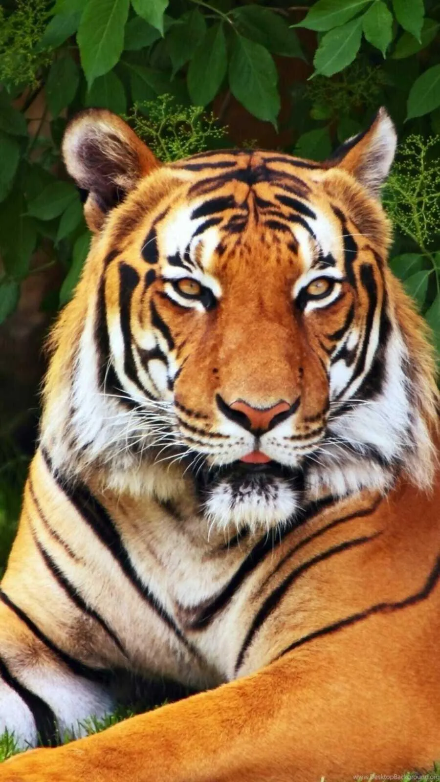 Tiger Resting Image With A Royal Look Portrait Wallpaper