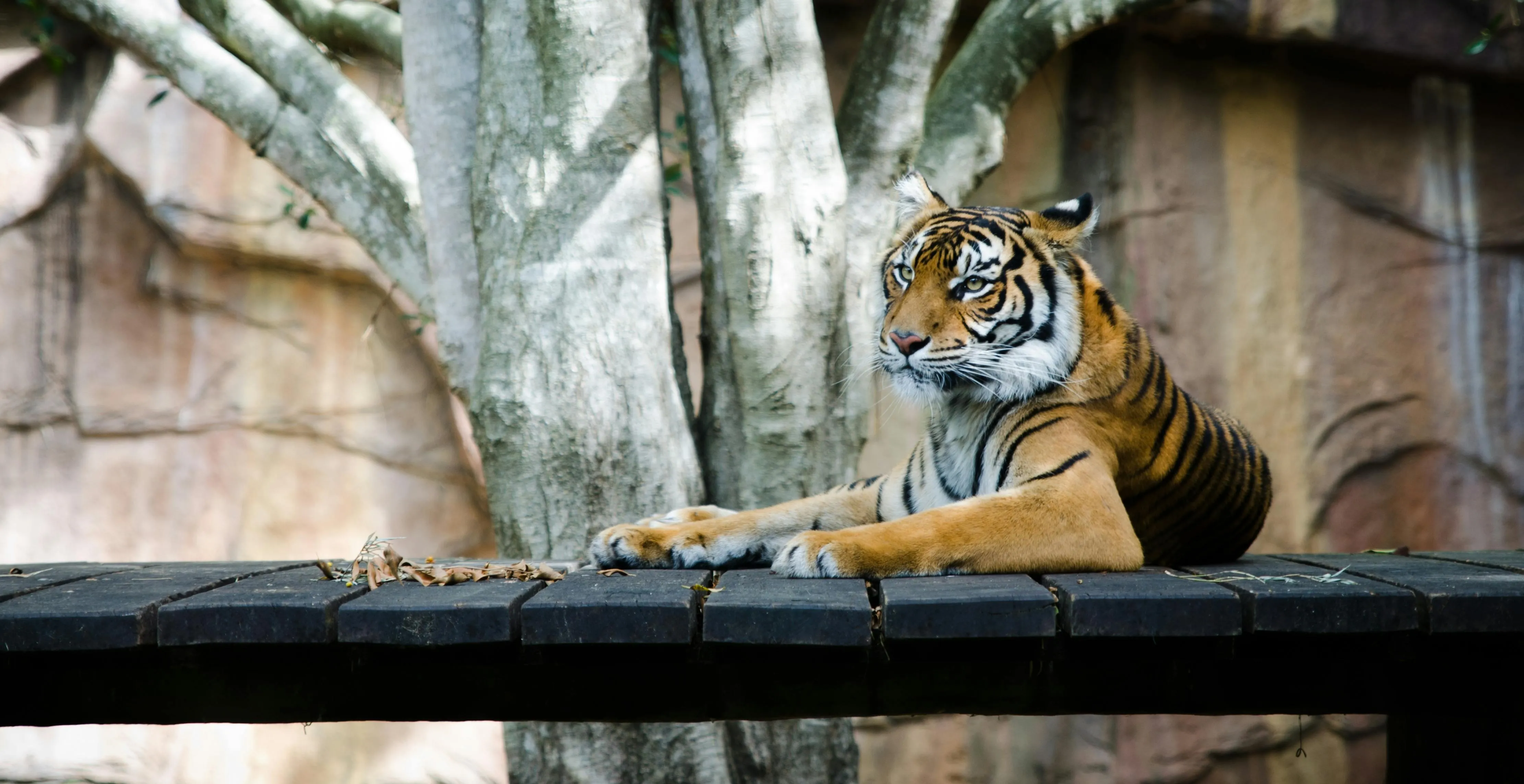 Tiger Resting In The Zoo Wildlife Wallpaper Free Download