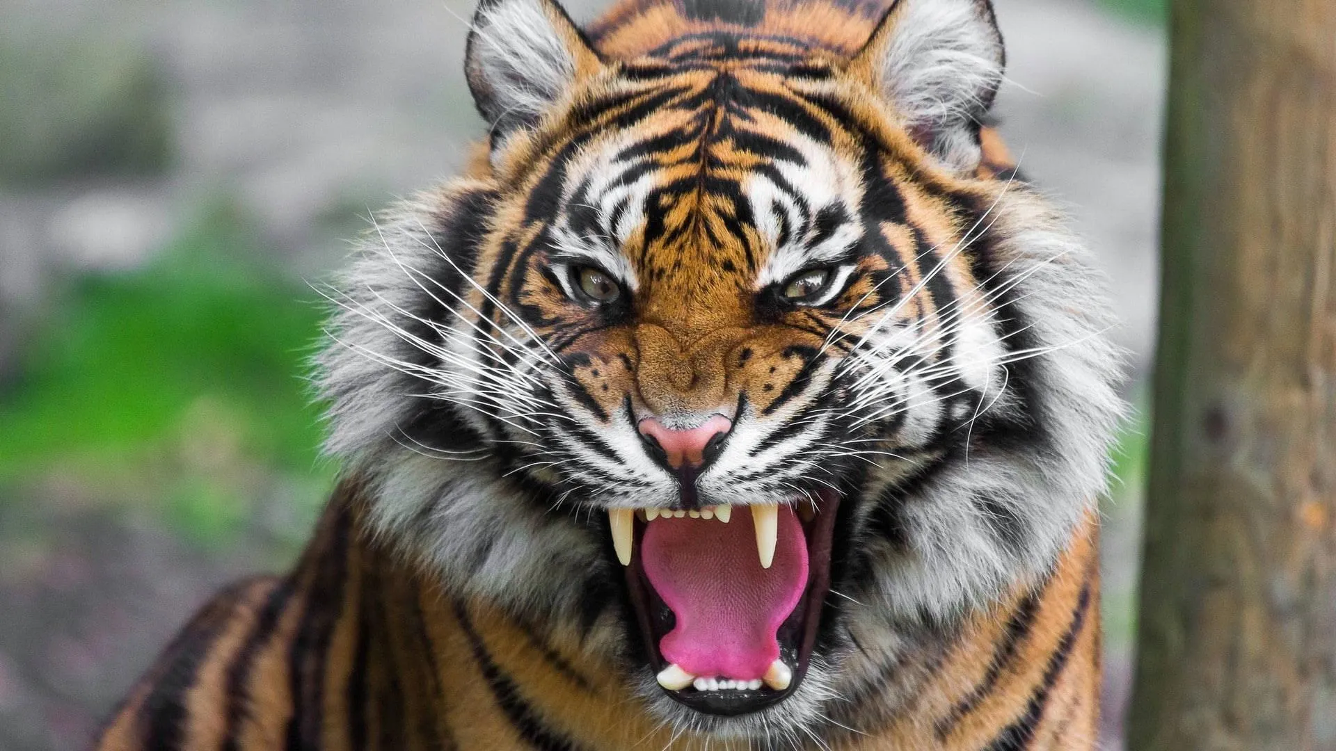 Tiger Roars And An Aggressive Mind HD Wallpaper For Desktop