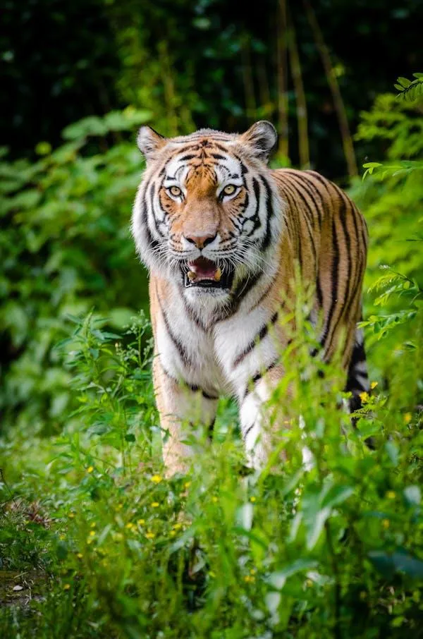 Tiger Roars And Looks Intense HD Background And Wallpaper