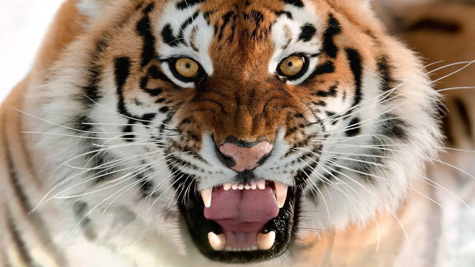Tiger Roars Close Up Image Wildlife Photography Hd Wallpaper