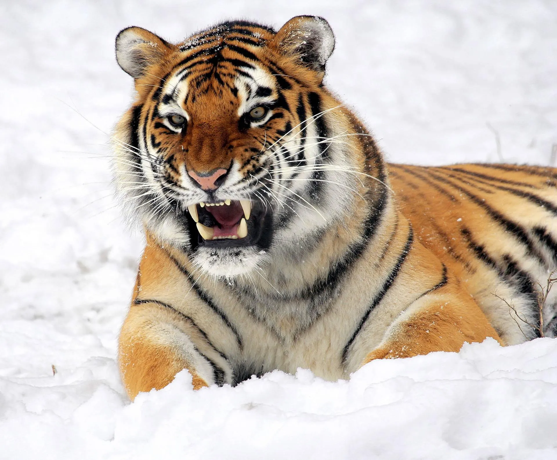 Tiger Roars In Snow Wildlife Photography Background Image