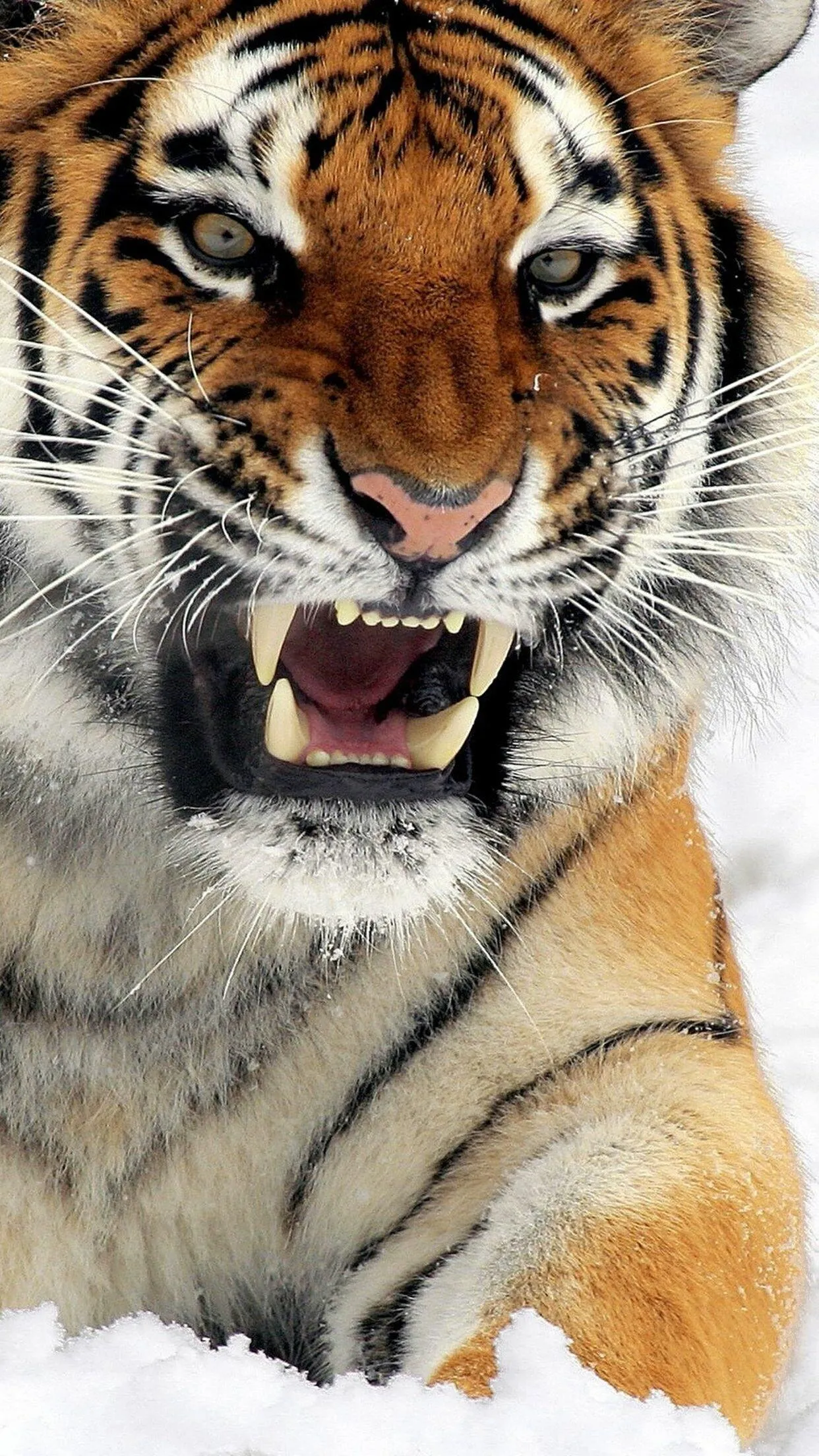 Tiger Roars Intensely Wildlife Background Free Download
