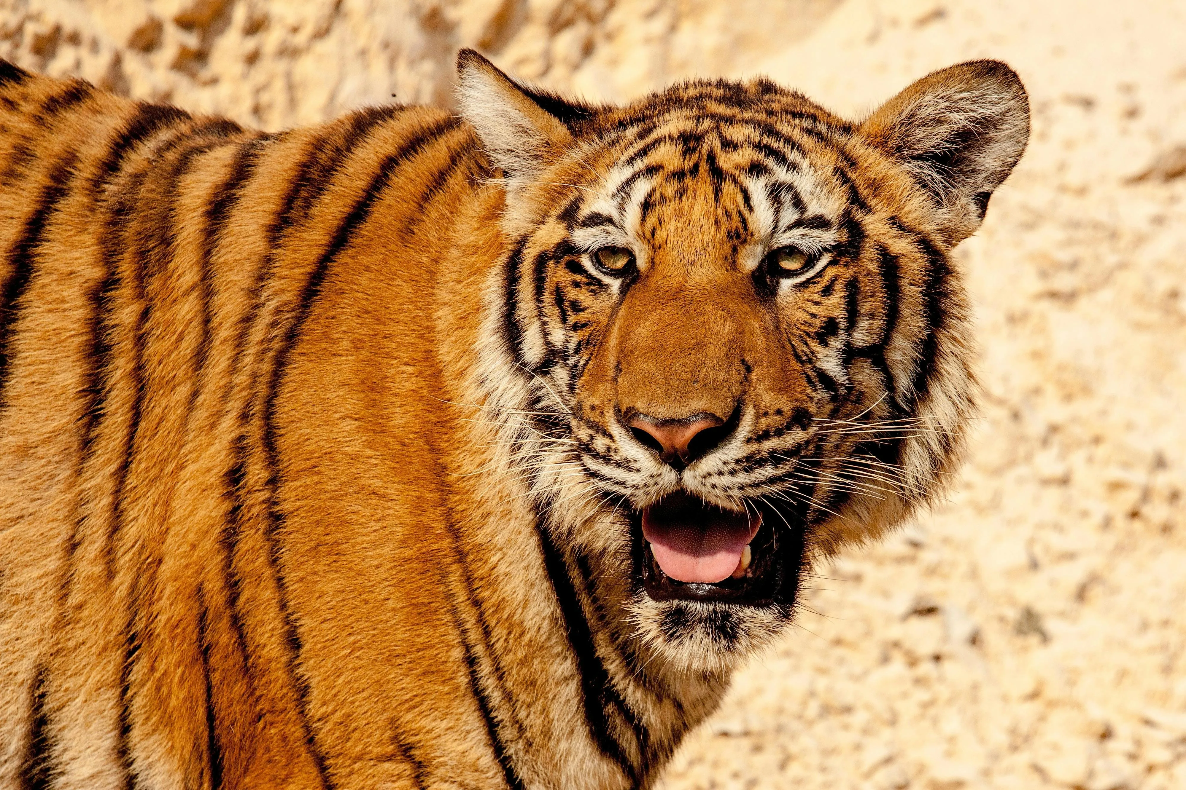Tiger Side View Image Nature 4K Wallpaper Free Download