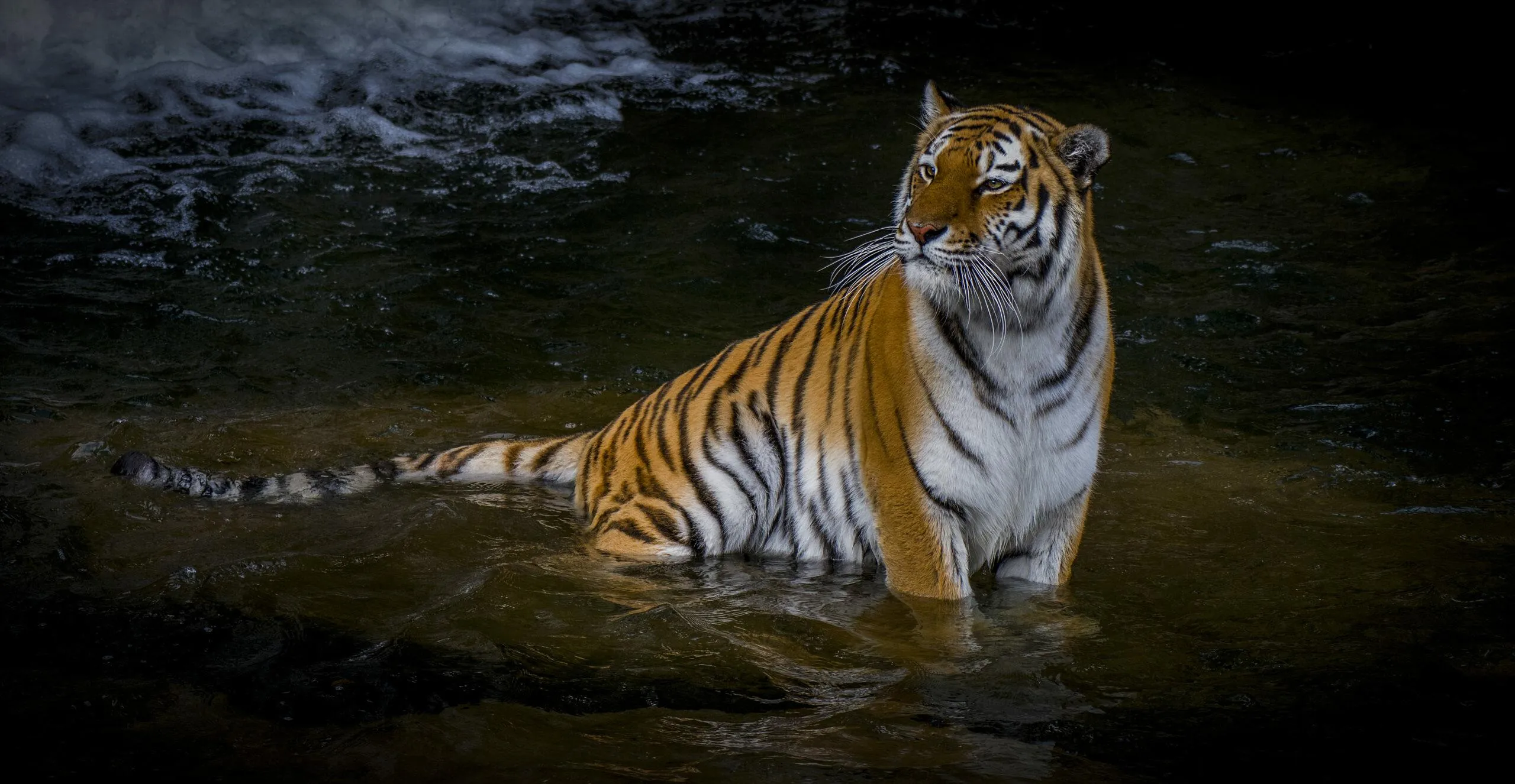 Tiger Sideview In Water Landscape Wallpaper Wild Animal