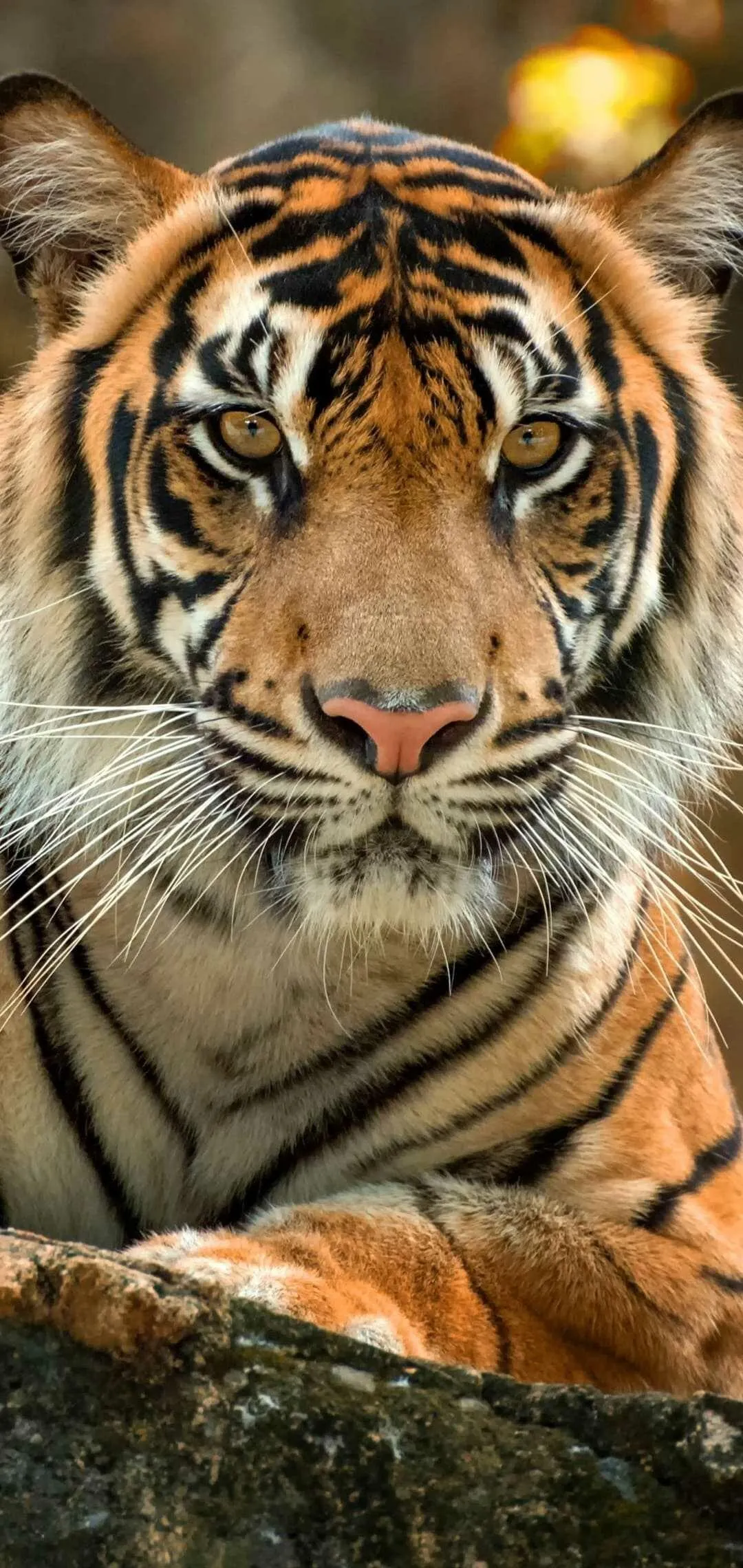 Tiger Sits On Rock Stunning Close Up Wallpaper For Mobile