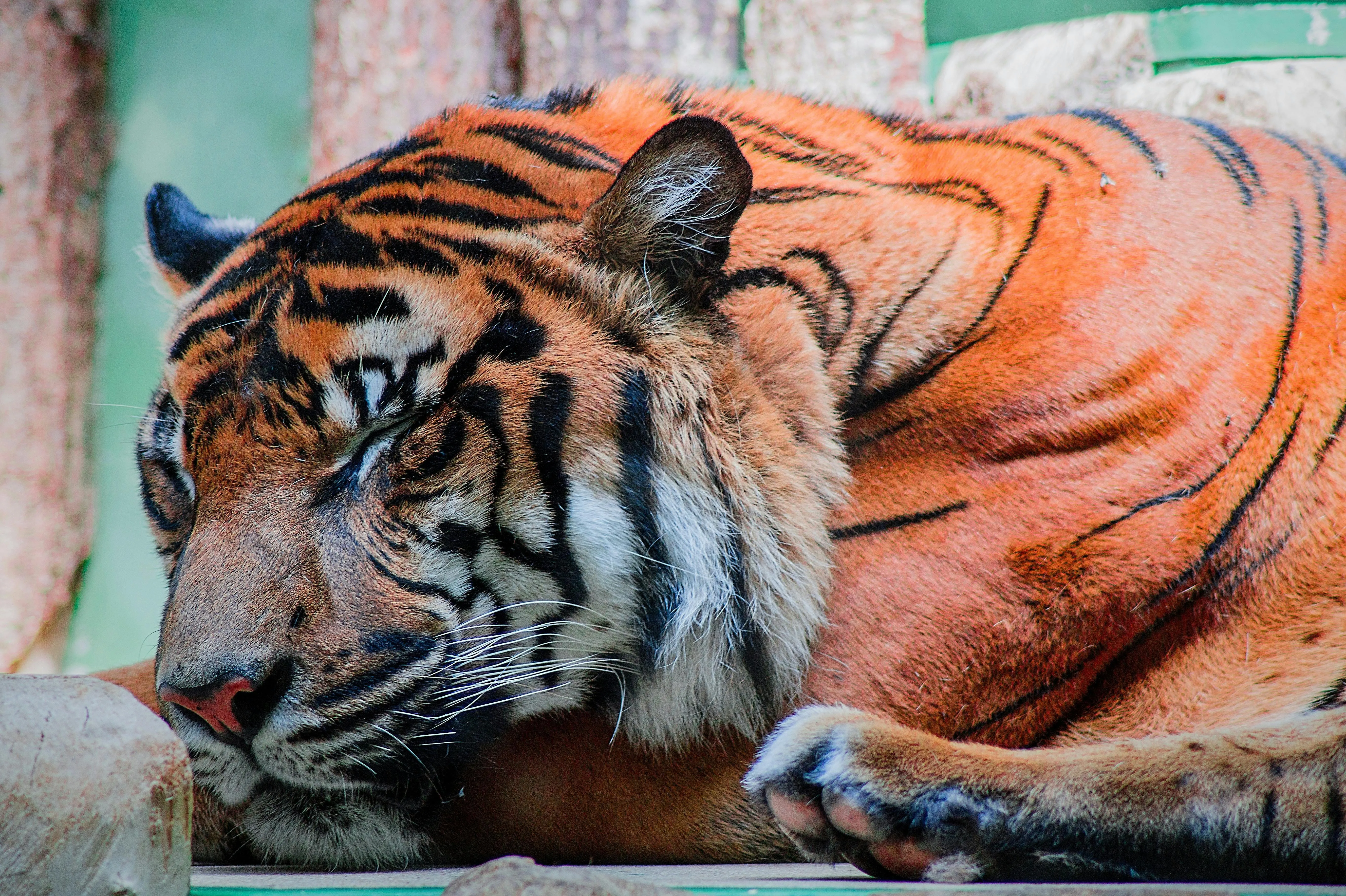Tiger Sleeping Peacefully Cute Landscape Wallpaper For Free