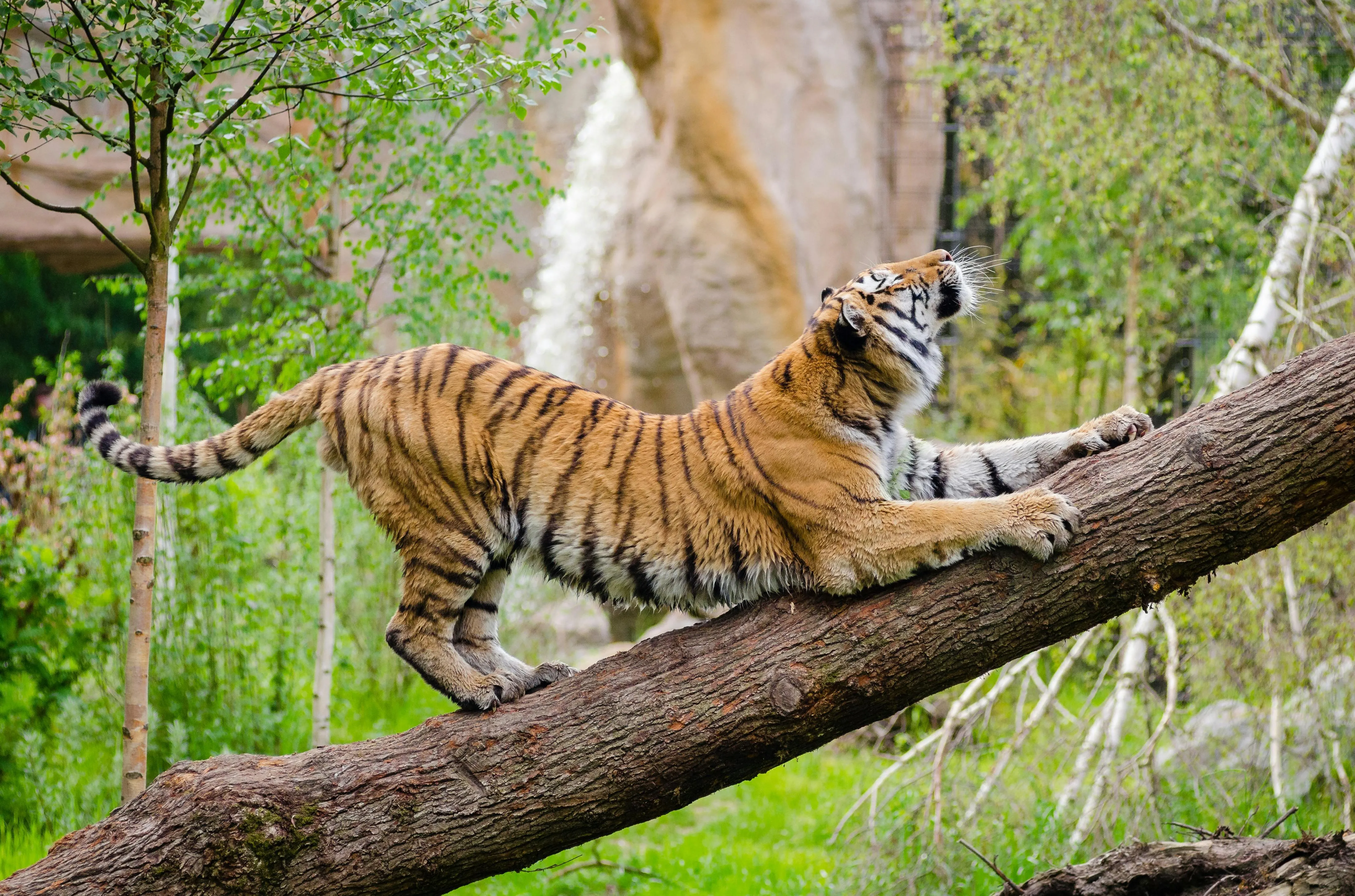 Tiger Stretches Its Body In A Tree Nature Wallpaper For Free