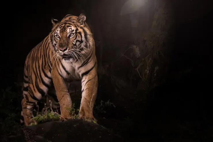 Tiger Watching Intensely In Dark Night HD Wallpaper For Free
