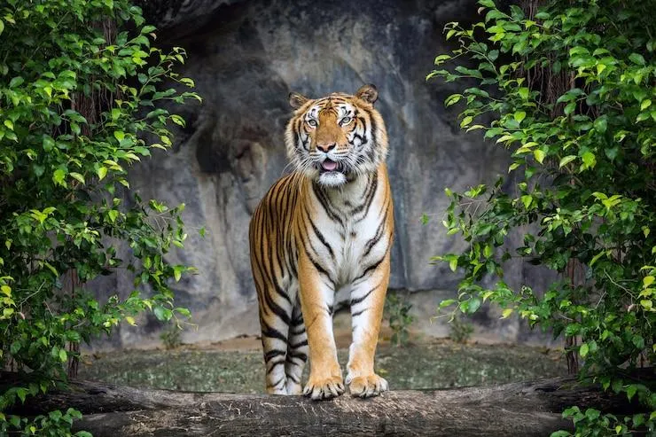 Tiger Watching Intensely In The Jungle HD Desktop Wallpaper
