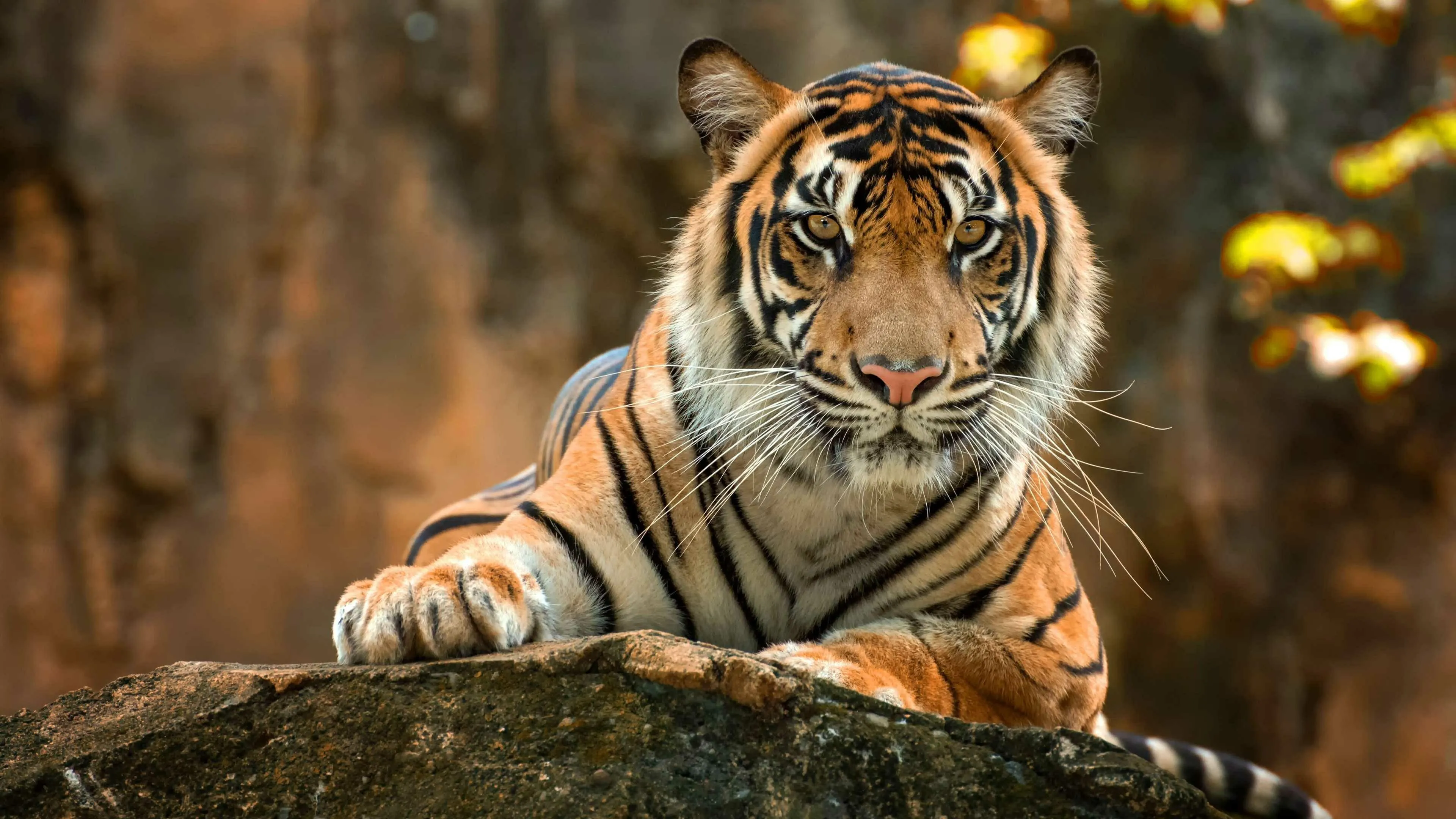 Tiger Watching Intensely Wildlife Photography Free Download