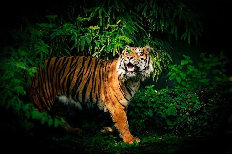 Tiger Watching The Sunlight And Roars HD Landscape Wallpaper