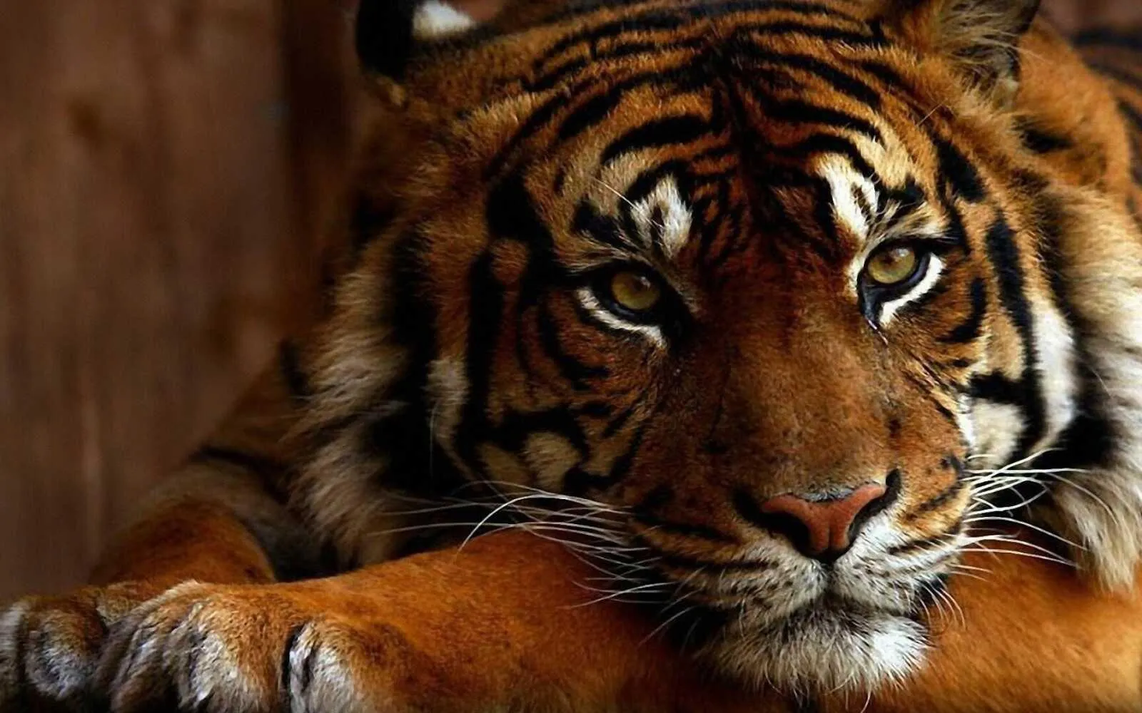 Tiger With A Peaceful Mind HD Wallpaper Free Download