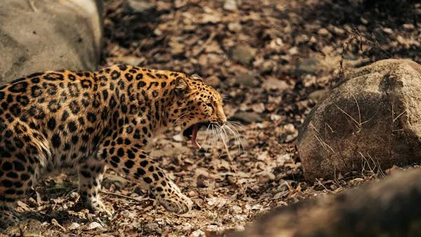 Tired Leopard Resting on Ground Among Forest Rocks Wallpaper