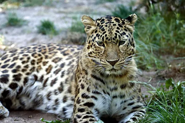 Tired Leopard Sitting and Resting Forest Path Free Wallpaper