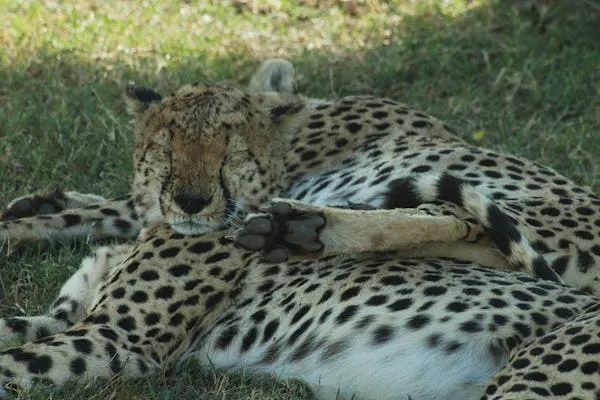 Two Cheetah Cubs Cuddling Together While Resting in Grass