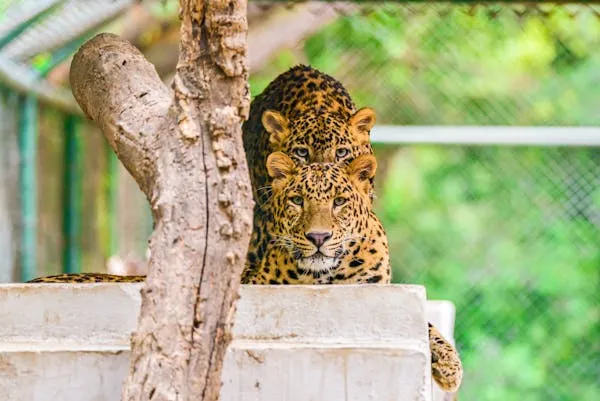 Two Leopards Are Sitting Quietly Inside the Zoo HD Wallpaper