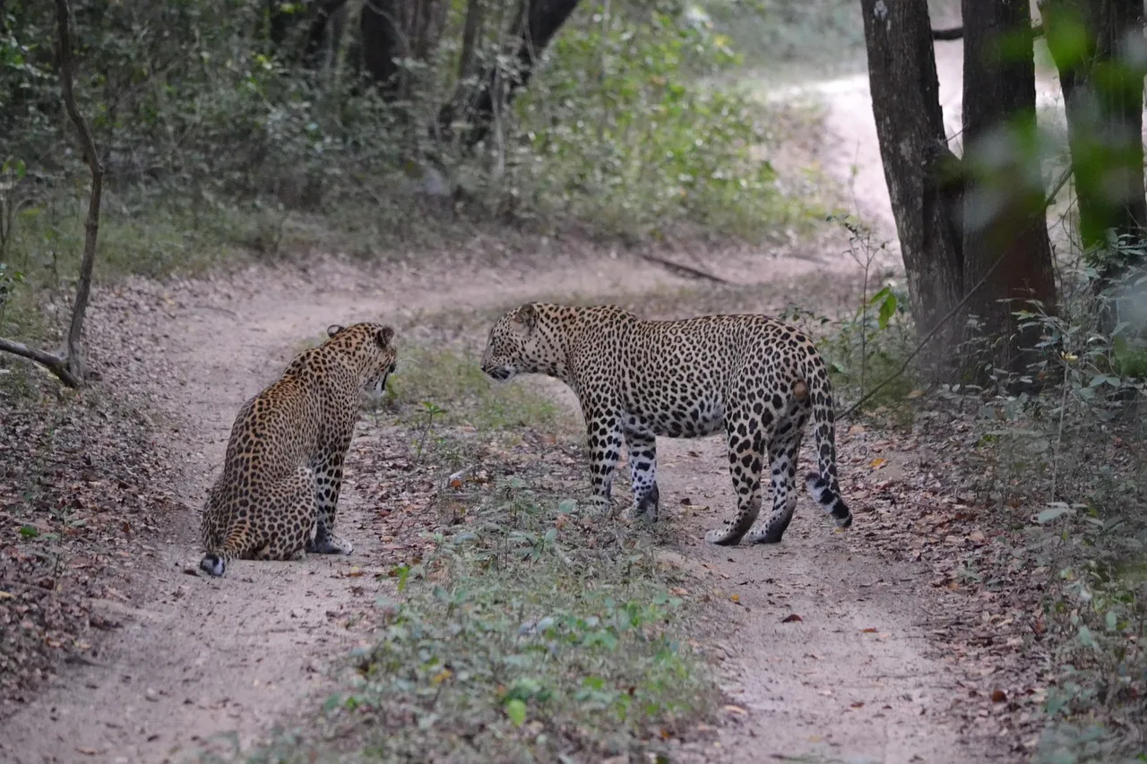 Two Leopards Are Walking on the Way in the Forest Wallpaper