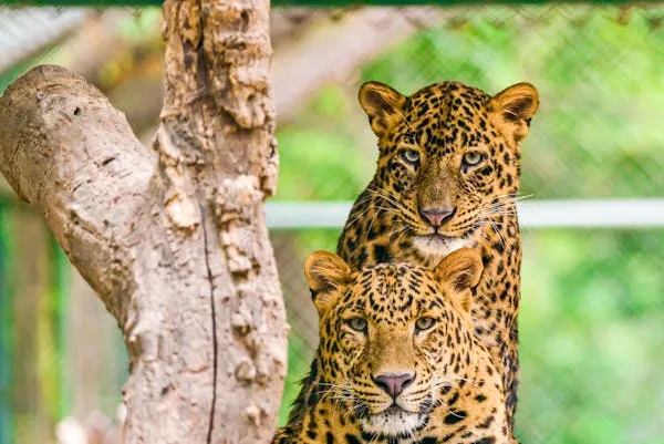 Two Leopards Close Up Look Near the Forest Free Wallpaper