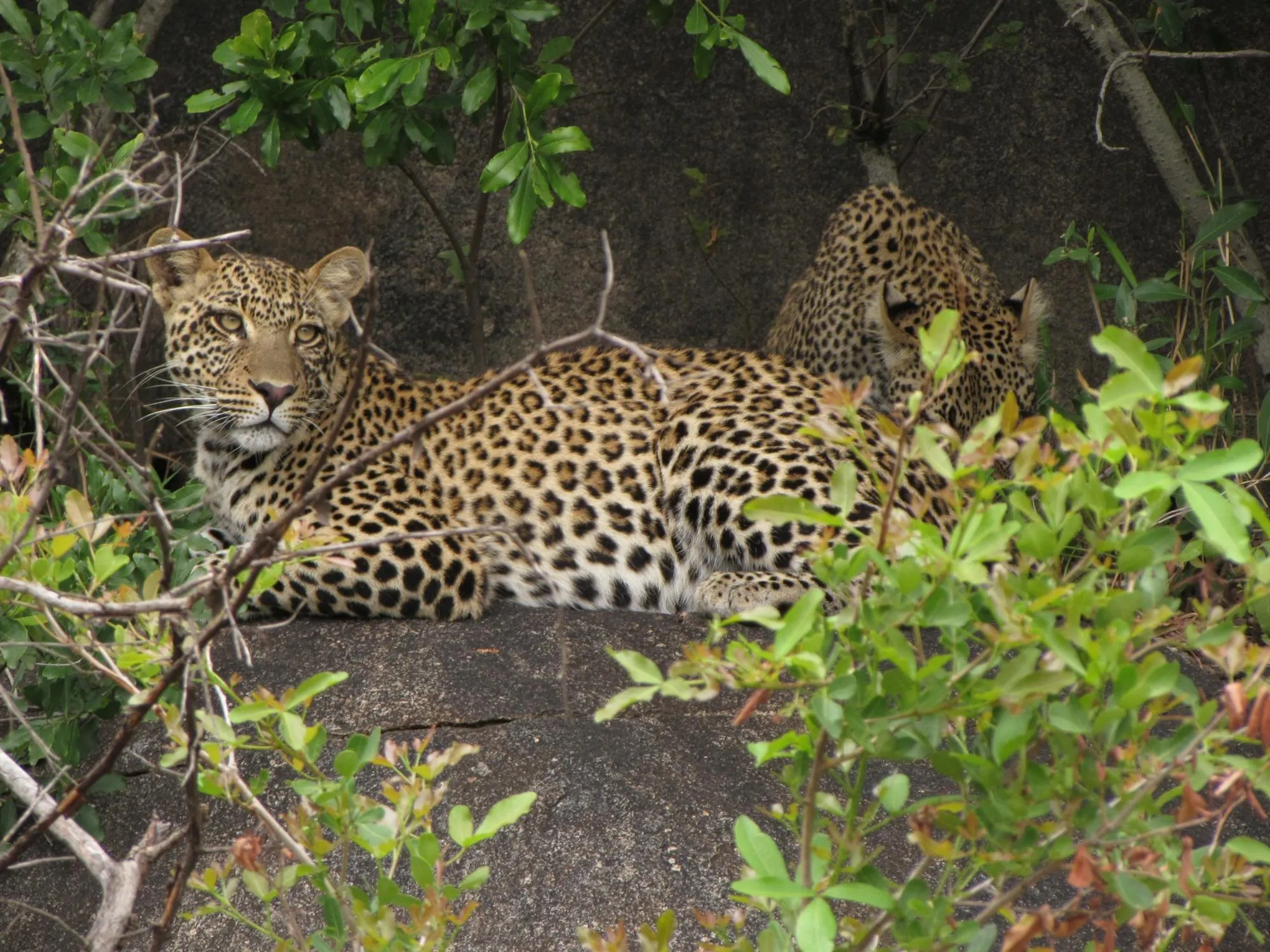Two Leopards Relaxing on Rock Wildlife Photography