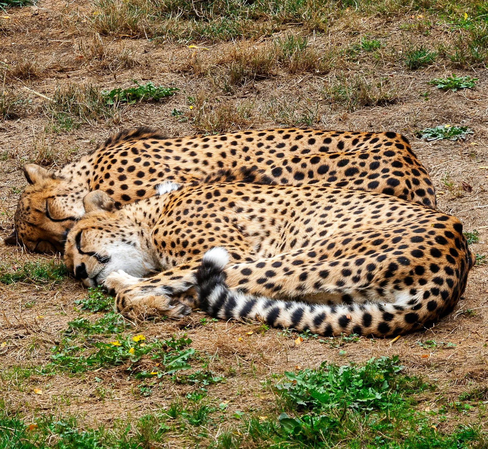 Two Leopards Sleeping Calmly on the Ground Free Wallpaper