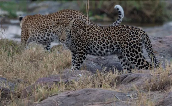 Two Leopards Standing Closely Together in Natural Dry Grass