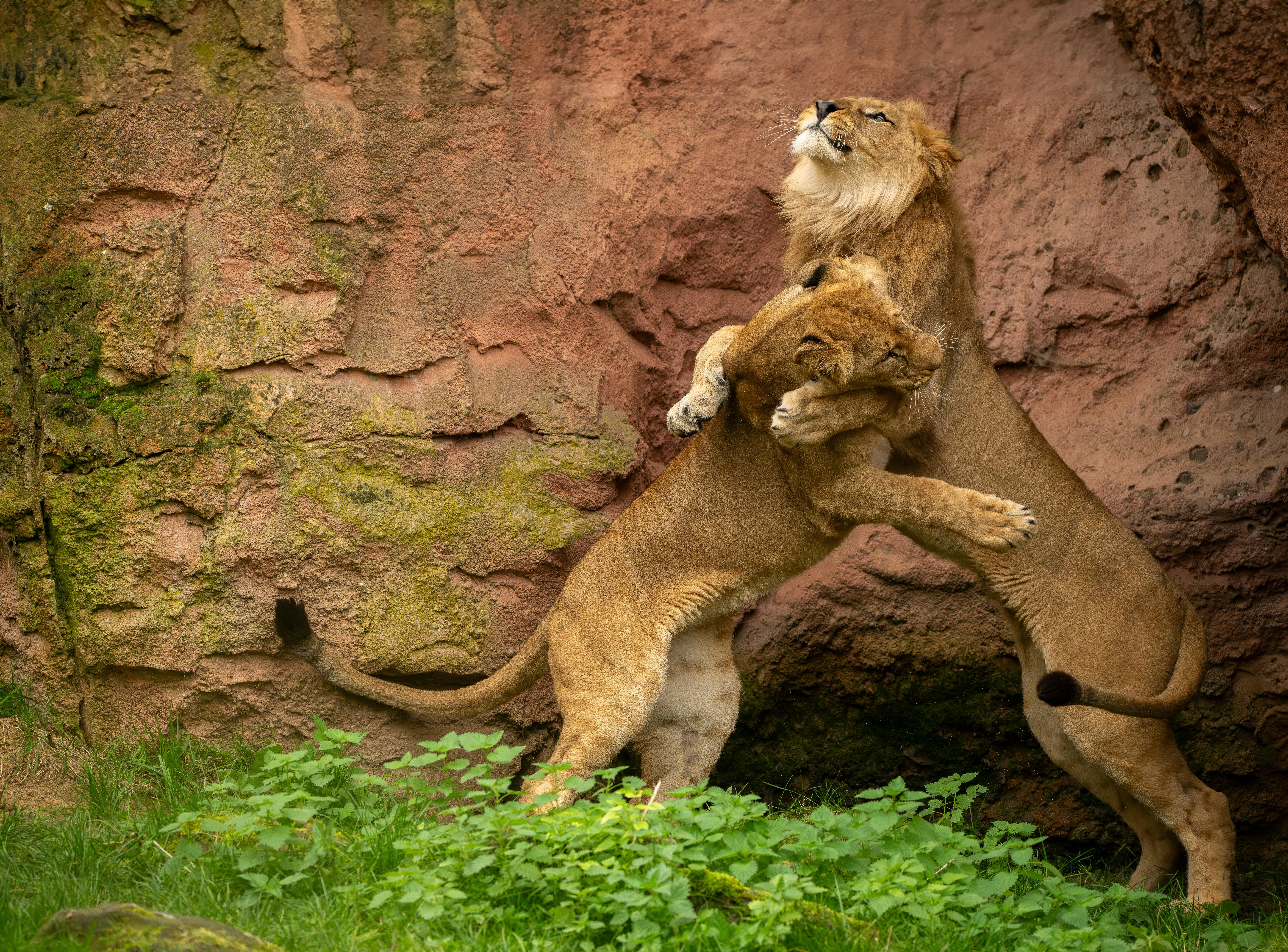 Two Lions Fighting in the Forest Natural Habitat Wallpaper