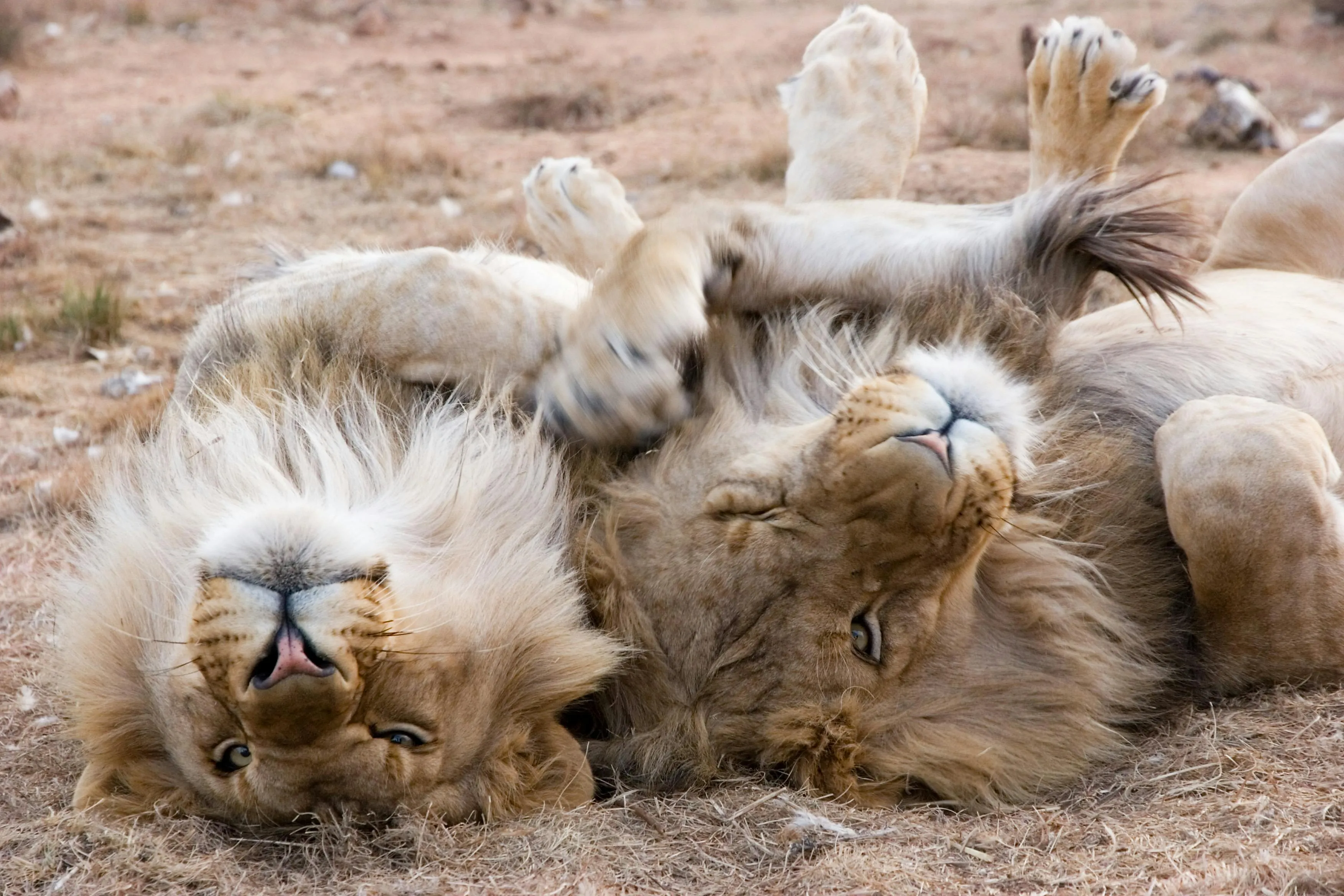 Two Lions Playing in the Forest Beautiful Wildlife Wallpaper