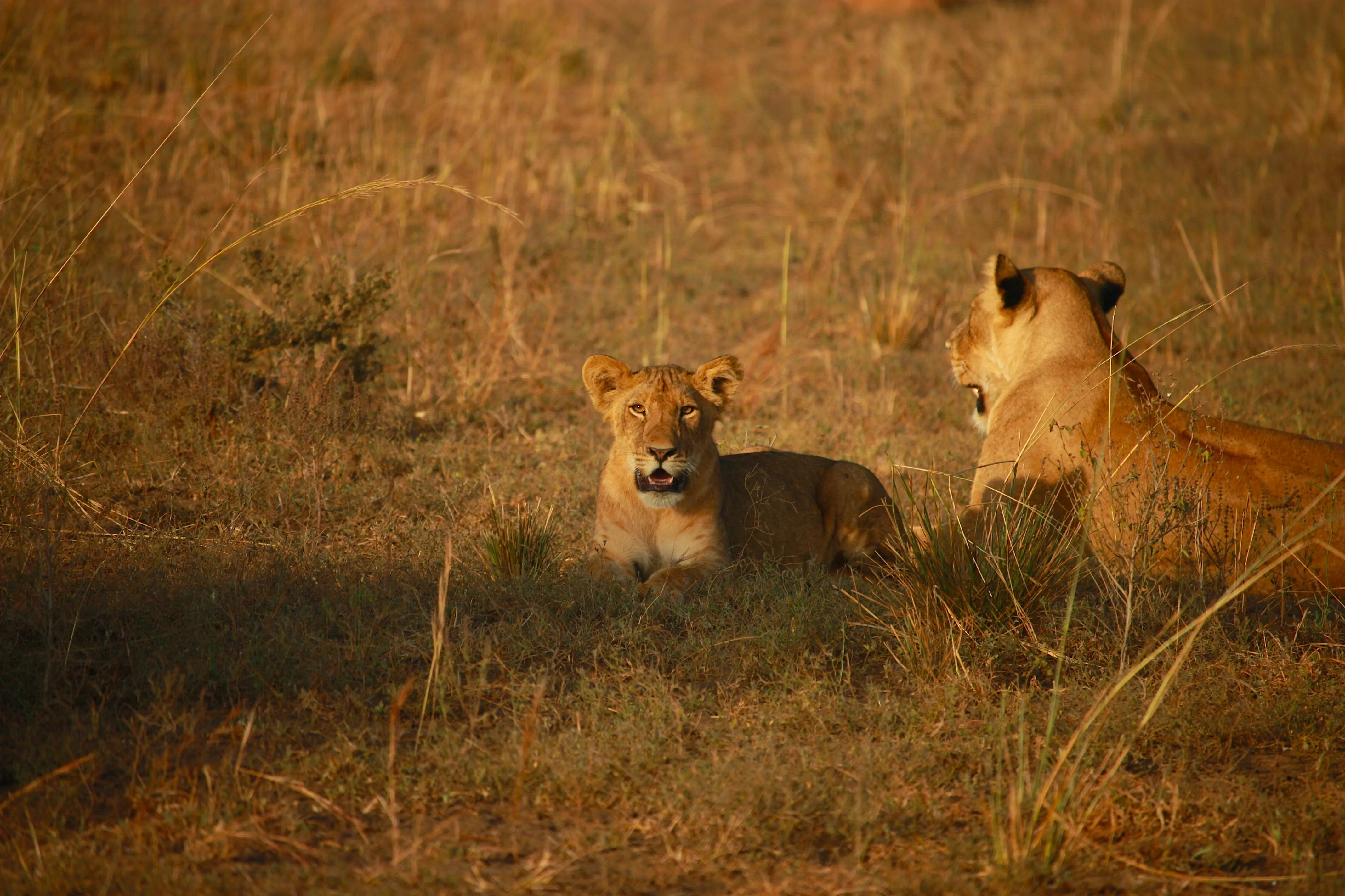 Two Lions Resting in the Golden Grass of the African Savanna