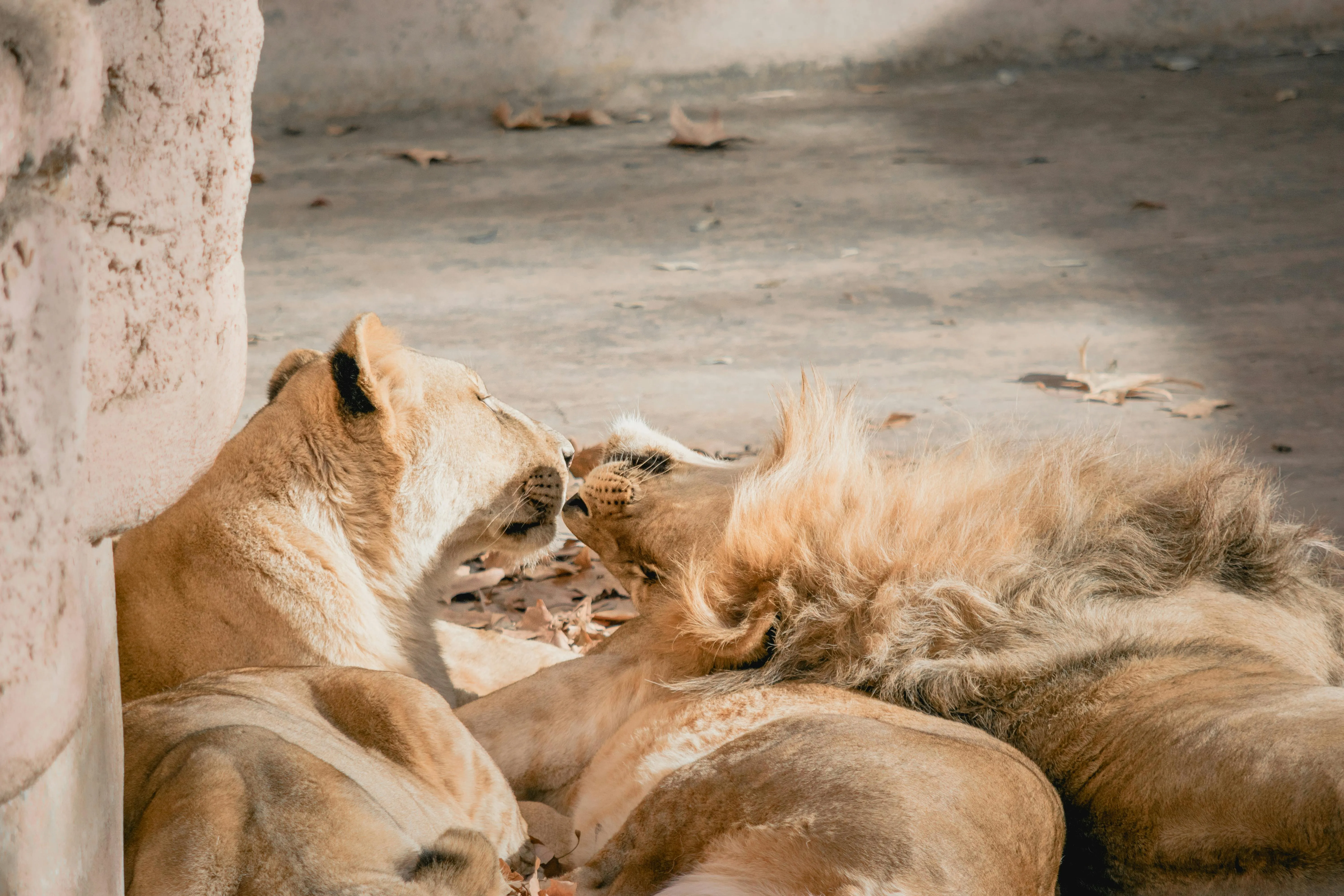 Two Lions Resting Together Wildlife Moment in the Forest