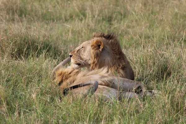 Two Lions Sleeping on the Grass Wildlife Moment HD Picture