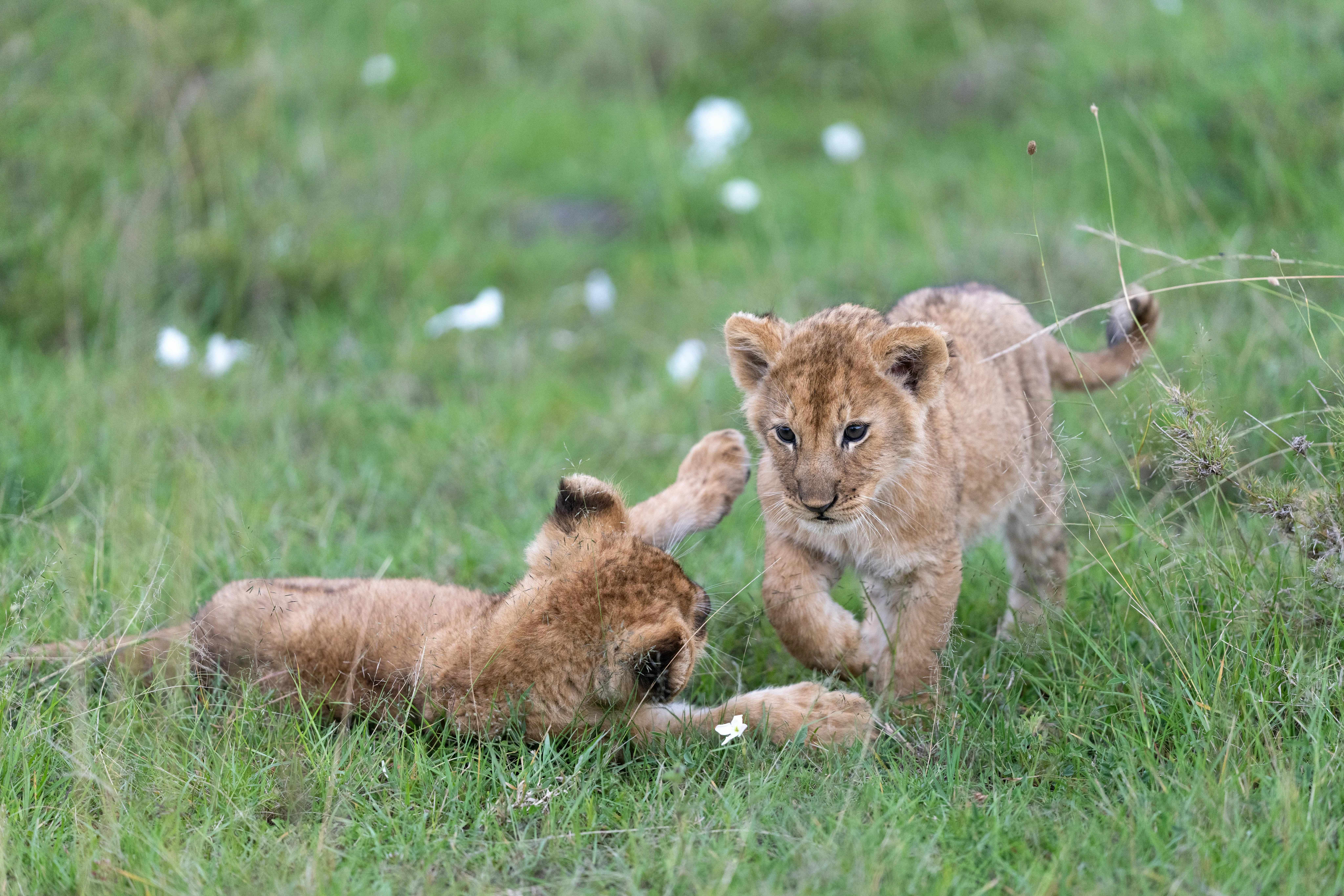 Two Little Lion Cubs Are Playing in Forest HD Wallpaper