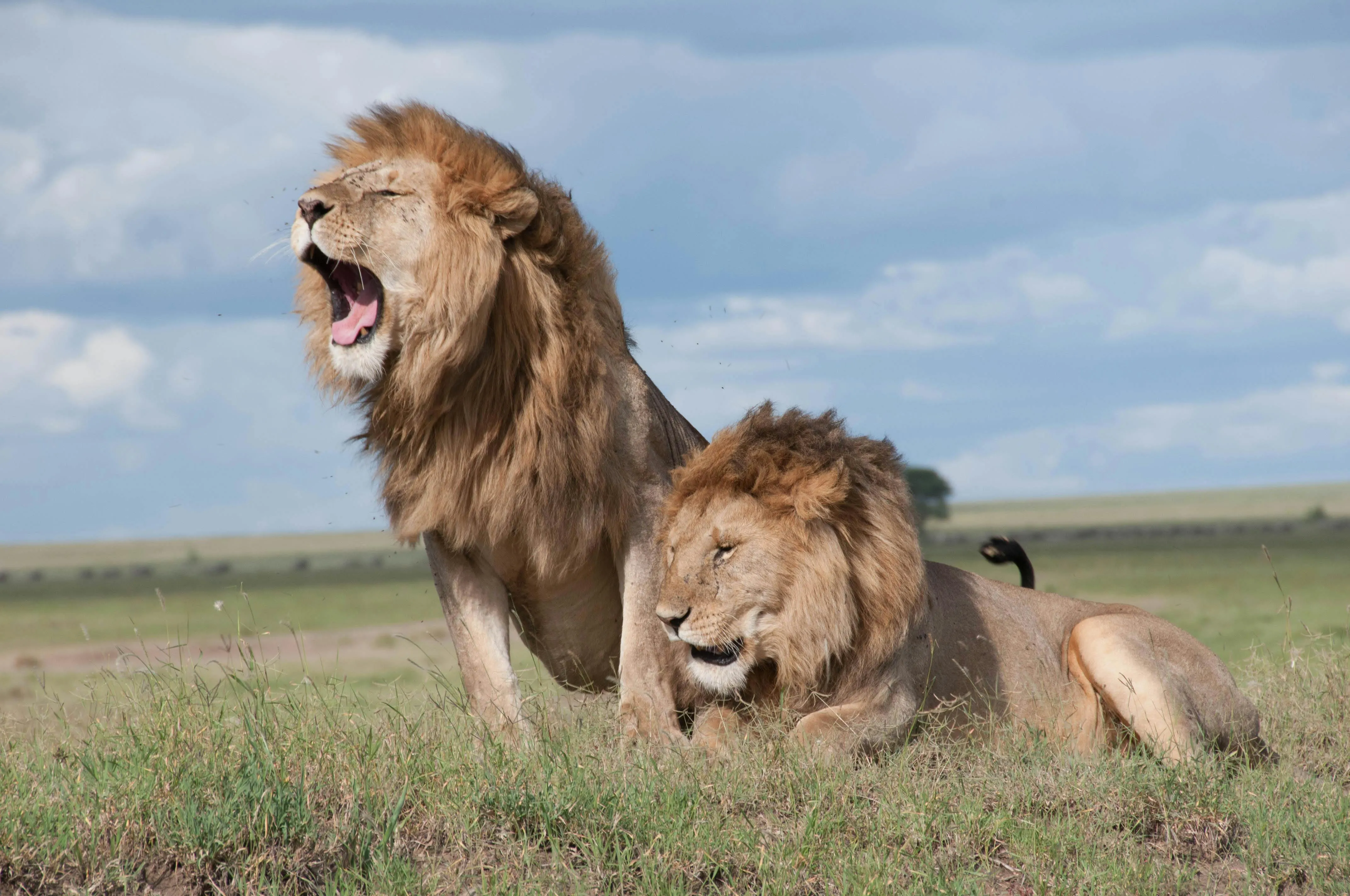 Two Male Lions Roar in the Forest While Wind Blows Wallpaper