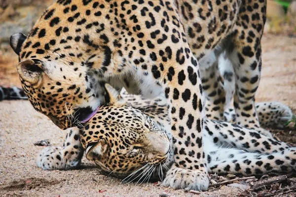 Two Playful Leopards Engaging in Friendly Wrestling Match