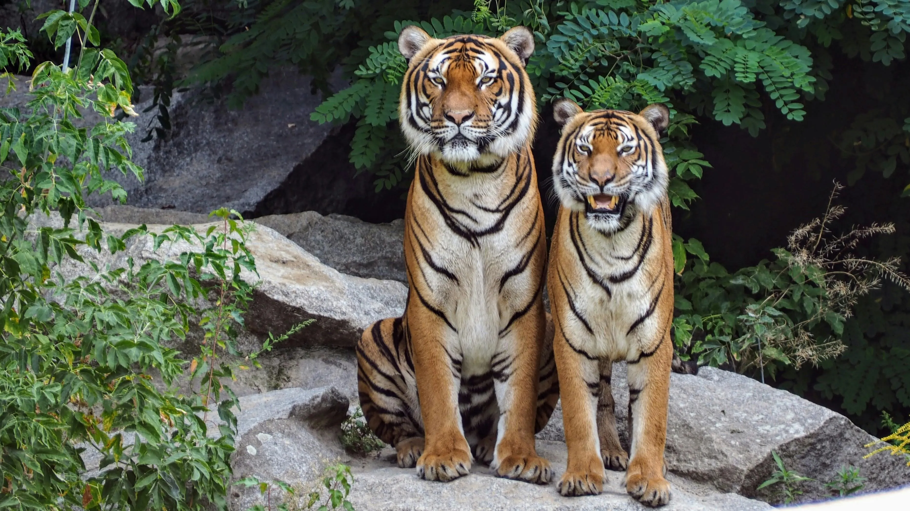 Two Tiger Sitting On Rock And Watching Forest HD Wallpaper