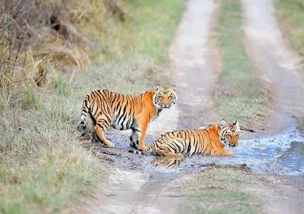 Two Tigers Resting On The Road Aggressive HD Wallpaper For Free