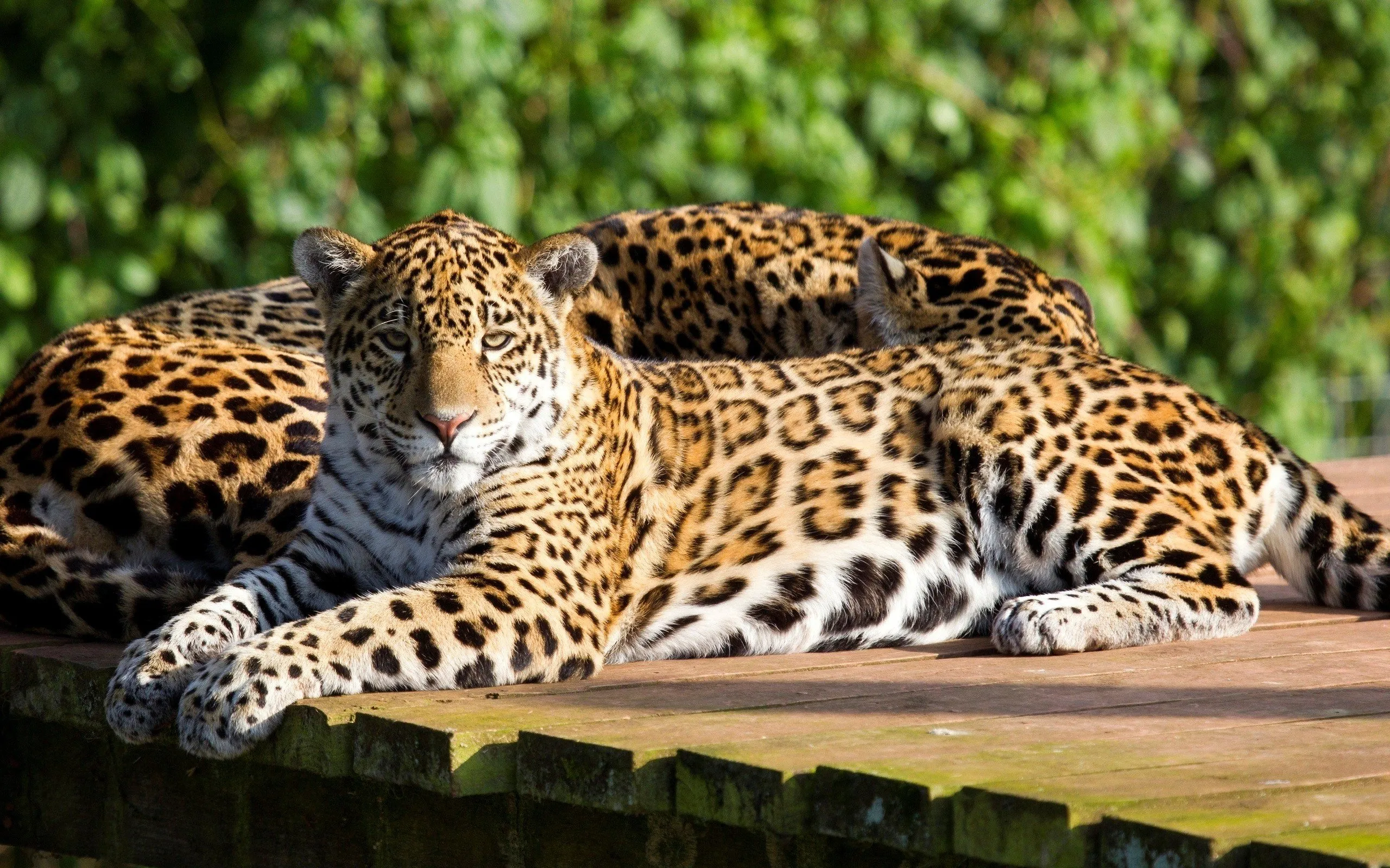 Two Young Leopards Resting Peacefully and Calmly Wallpaper