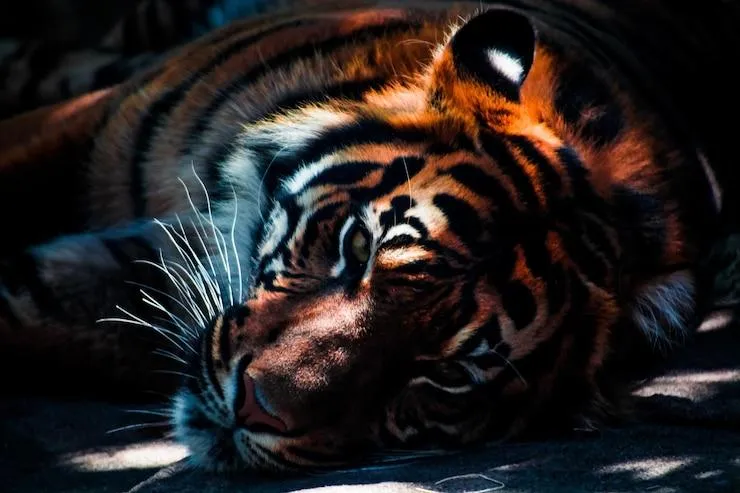 Ultimate Tiger In Forest Closeup Wallpapper Free Download
