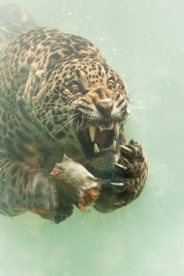 Underwater Shot of Leopard Swimming with Sharp Focus